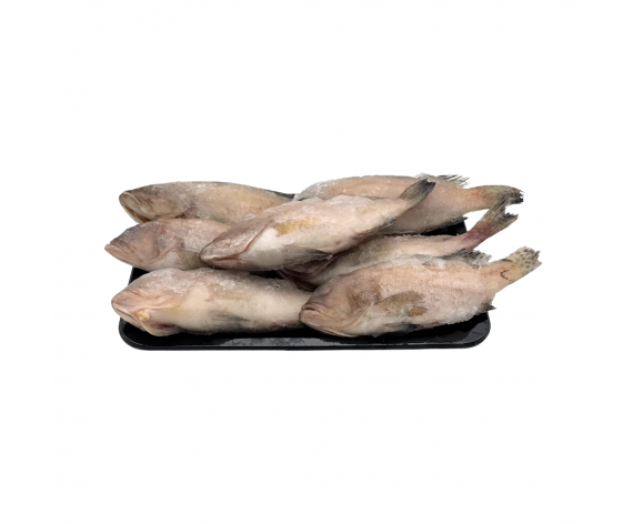 Frozen Grouper Fish | Gutted | 100-200g | 6/8pcs | 1kg| 石斑鱼已清